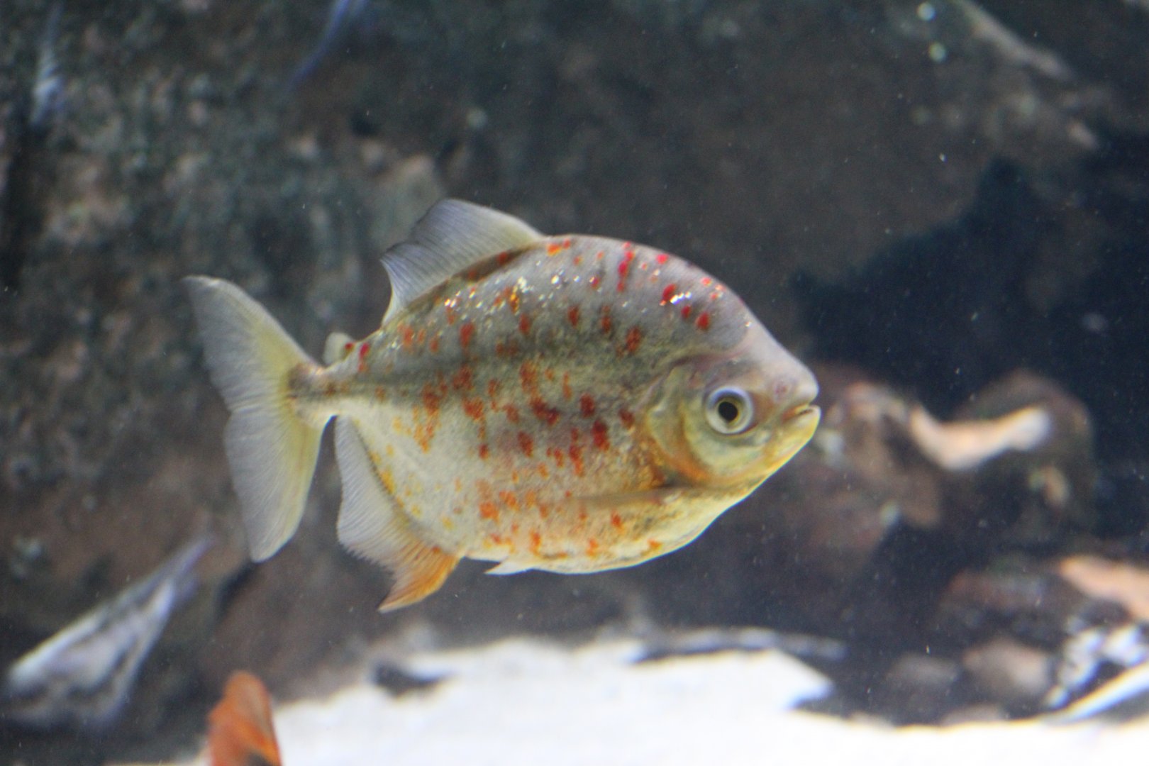 Redhook Silver Dollar