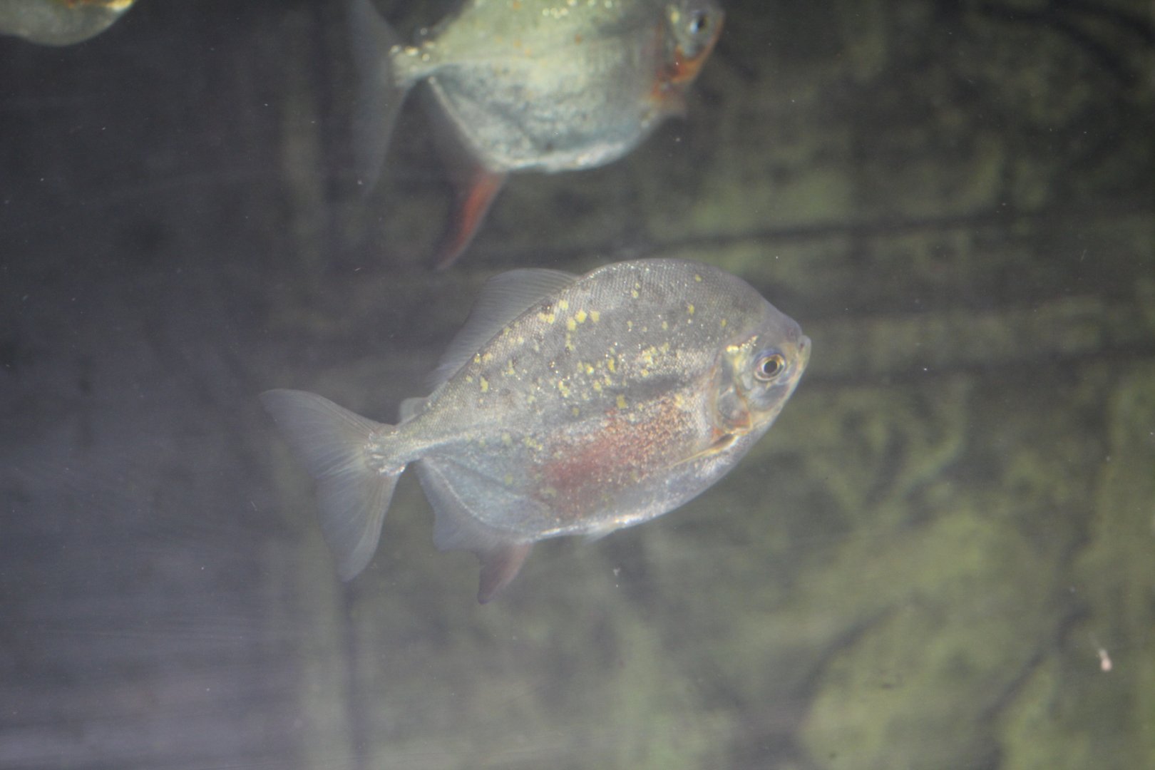 Redhook Silver Dollar