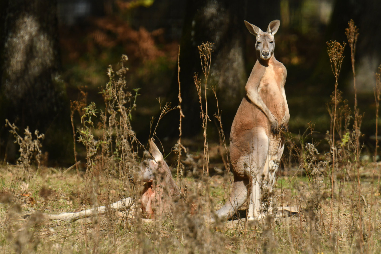 Redkangaroo (Macropus rufus)