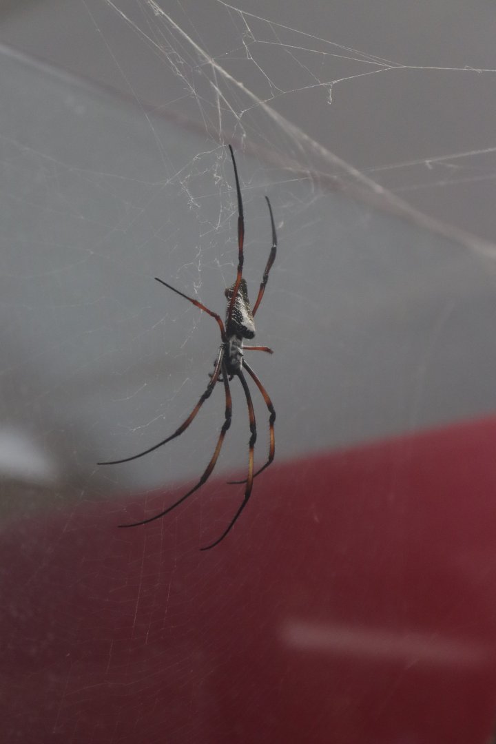 Redleg orbweaver (Trichonephila inaurata) BugParc, 08/2024
