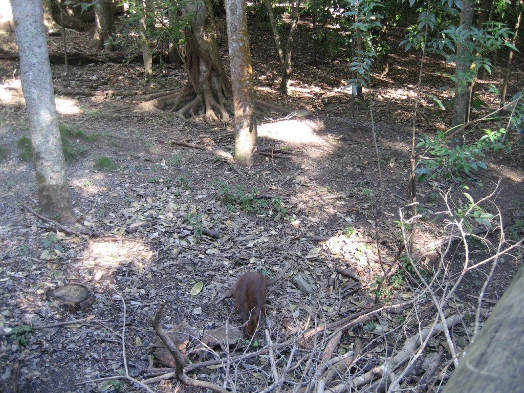 Redlegged Pademelon enclosure