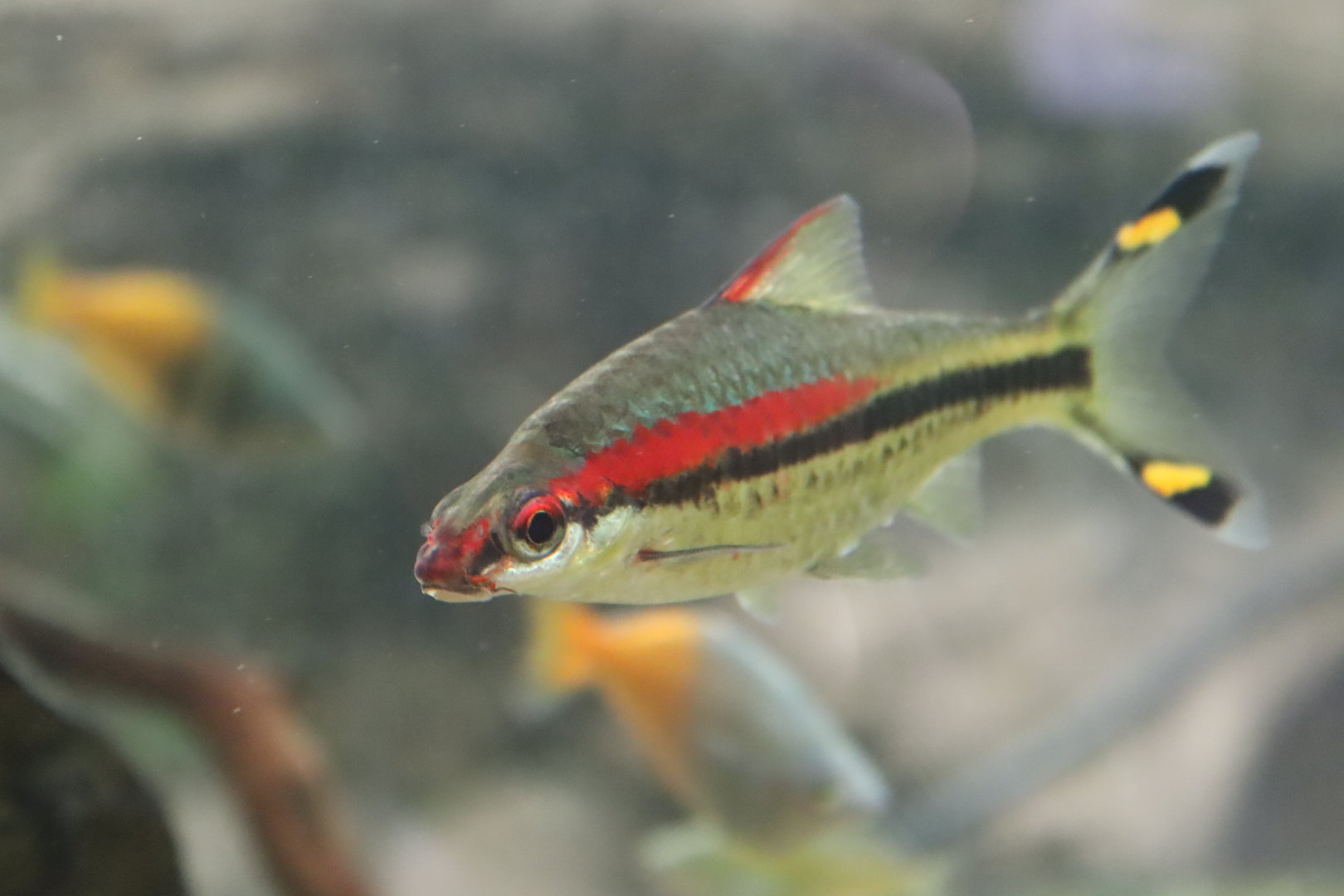 Redline Torpedo Barb