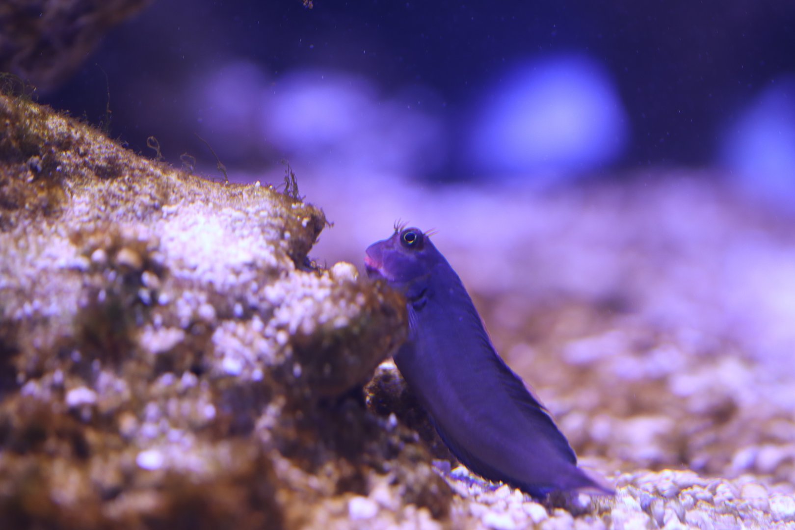 Redlip Blenny (Ophioblennius atlanticus)