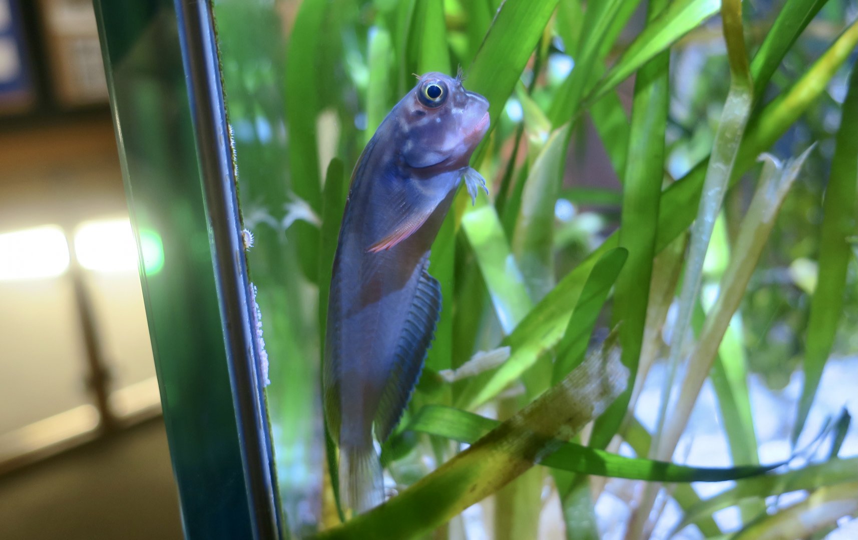 Redlip Blenny (Ophioblennius atlanticus)