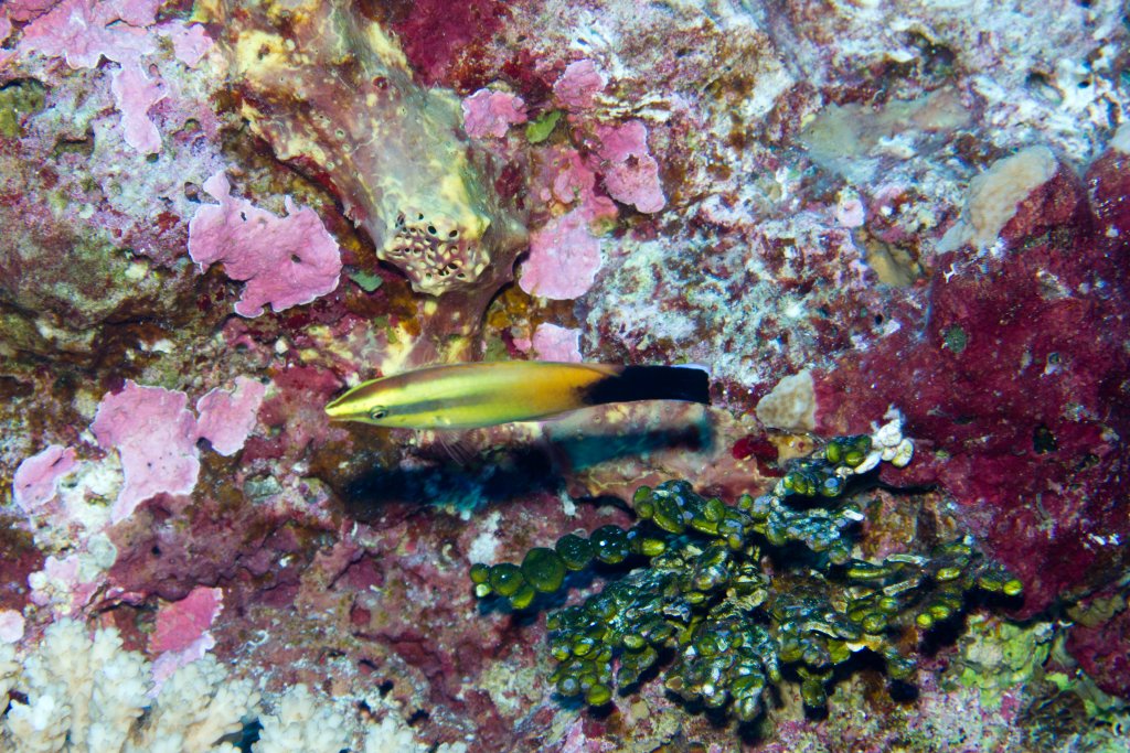 Redlip Cleaner Wrasse (Labroides rubrolabiatus)