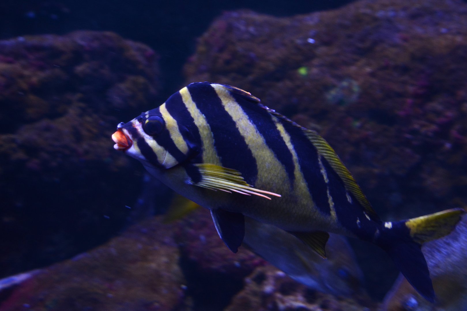 Redlip morwong (Goniistius zebra)