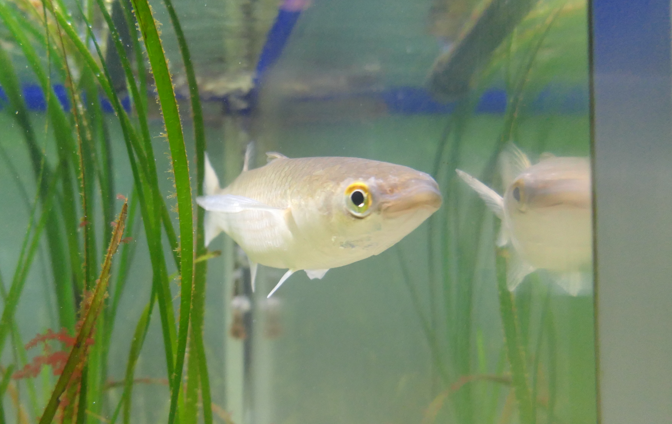 Redlip Mullet (Planiliza haematocheilus) - Uozu Aquarium
