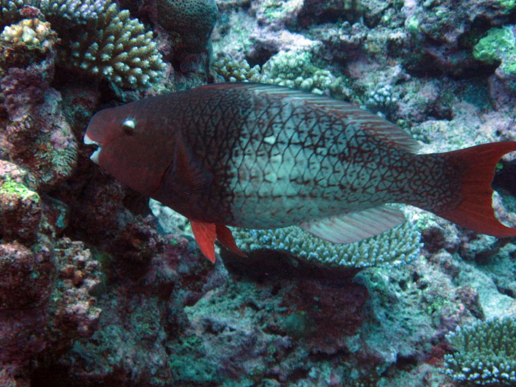 Redlip Parrotfish (initial phase)