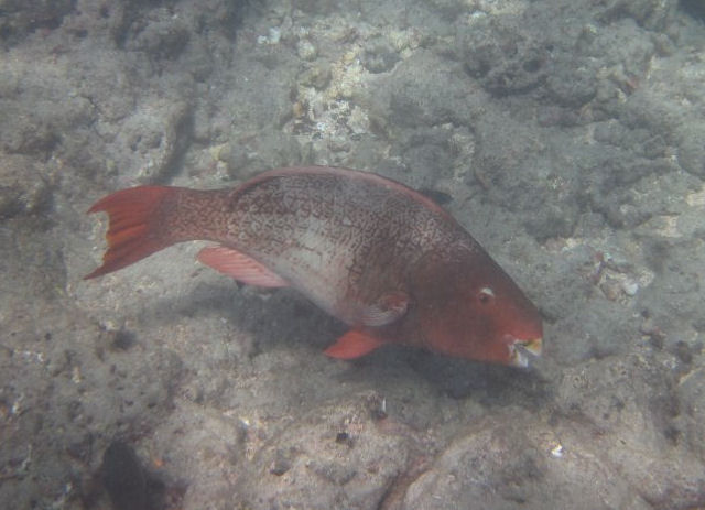 Redlip Parrotfish (Scarus rubroviolaceus) female