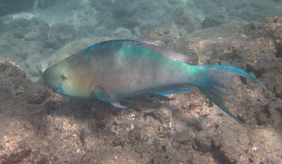 Redlip Parrotfish (Scarus rubroviolaceus) male