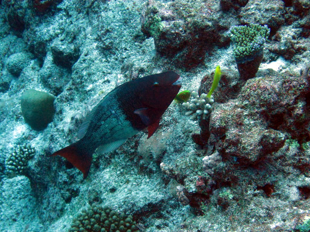 Redlip Parrotfish (Scarus rubroviolaceus)