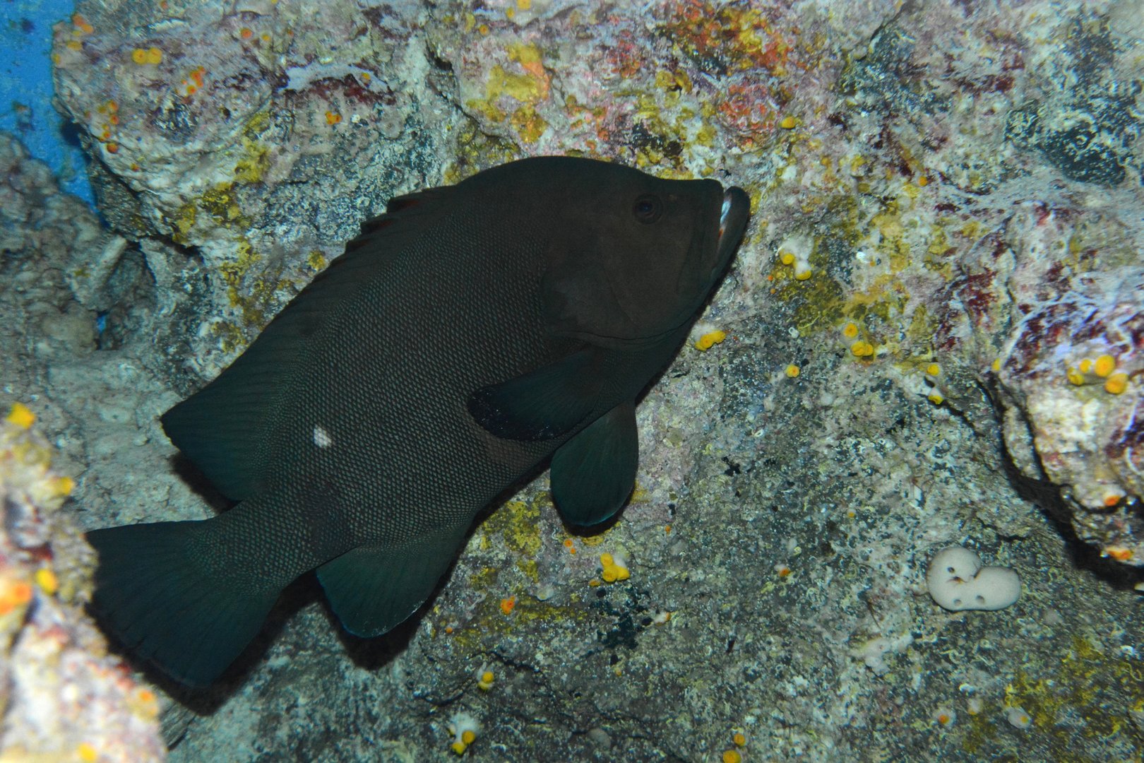 Redmouth grouper (Aethaloperca rogaa)