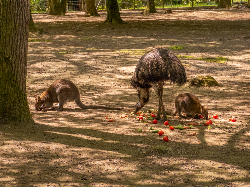 Redn-necked wallaby and emu