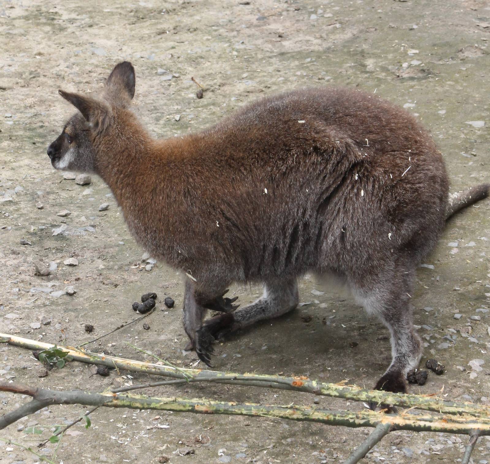 Rednecked wallaby subspecies ID