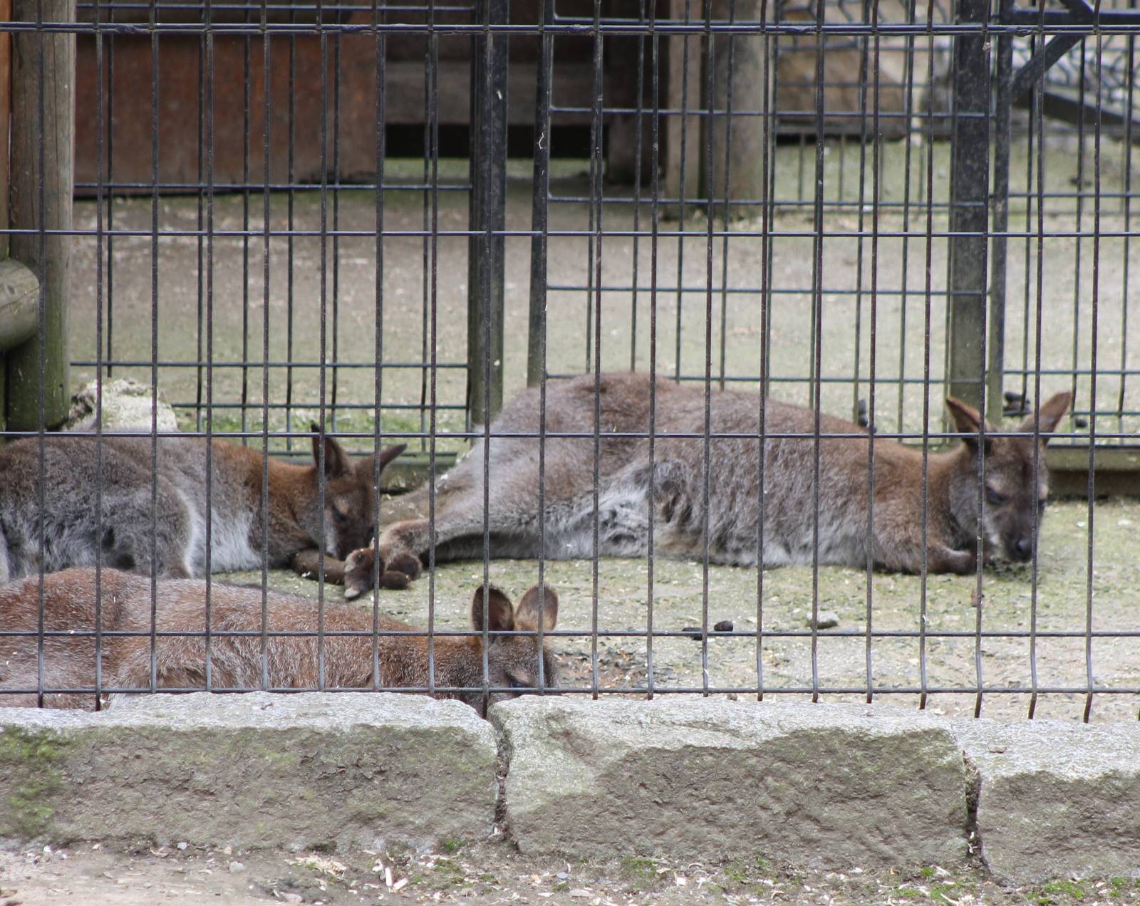 Rednecked wallaby subspecies ID
