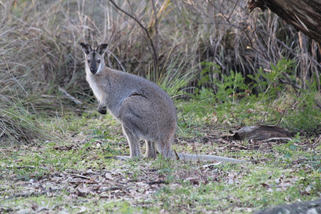 Rednecked Wallaby