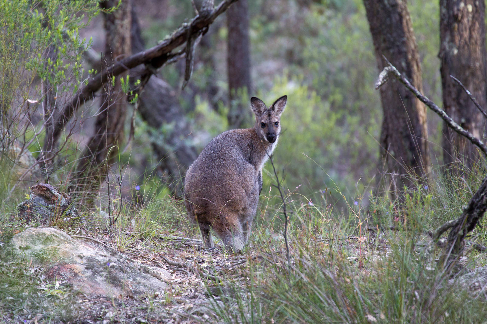 Rednecked Wallaby