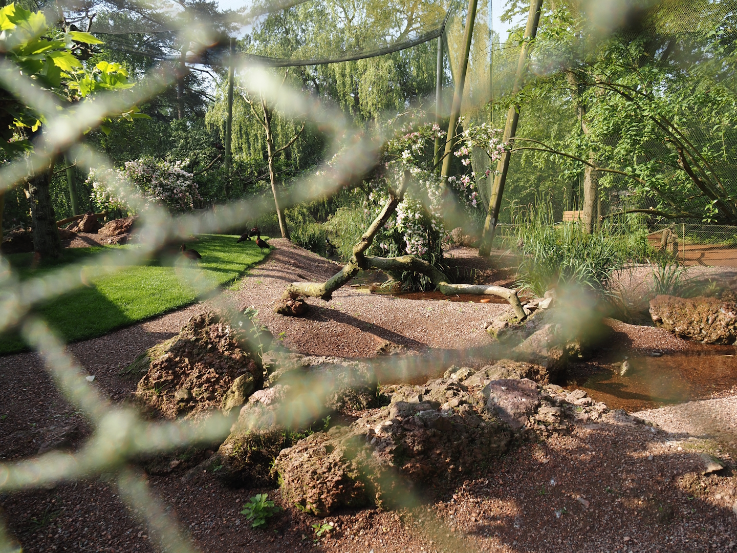 Redone Australian waterfront aviary, 2024-05-10