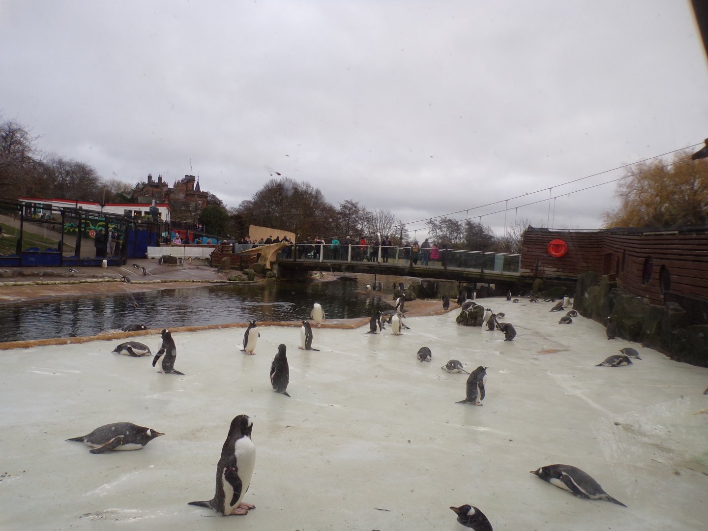 Redone penguins rock 19.11.23