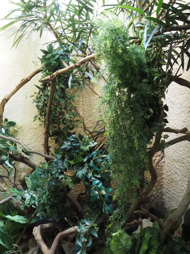 Redone Zoutpansberg girdled lizard, Standing's day gecko and Panther chameleon terrarium, 2025-03-16