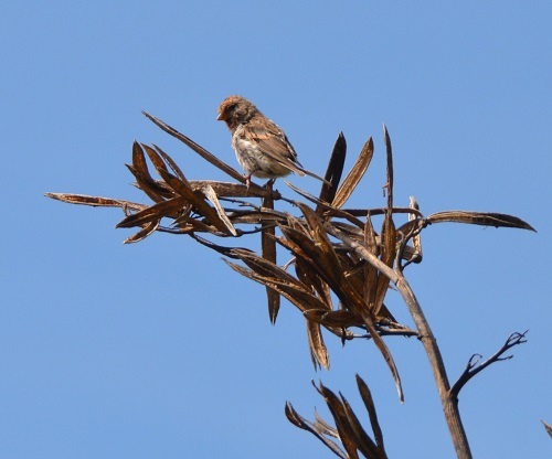 Redpoll   (Introduced)