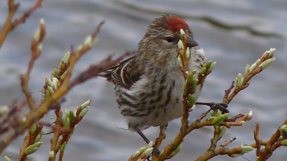 Redpoll