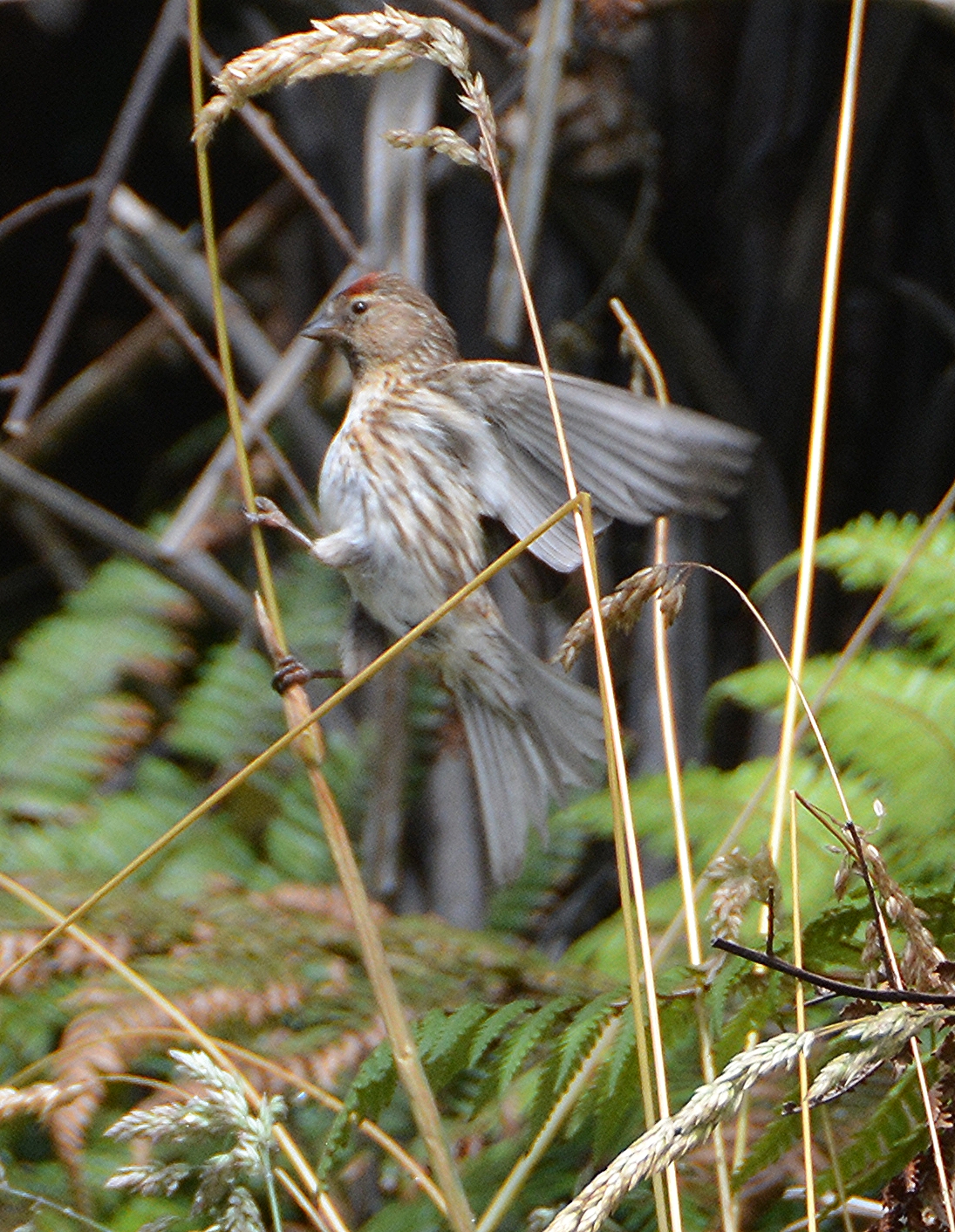 Redpoll