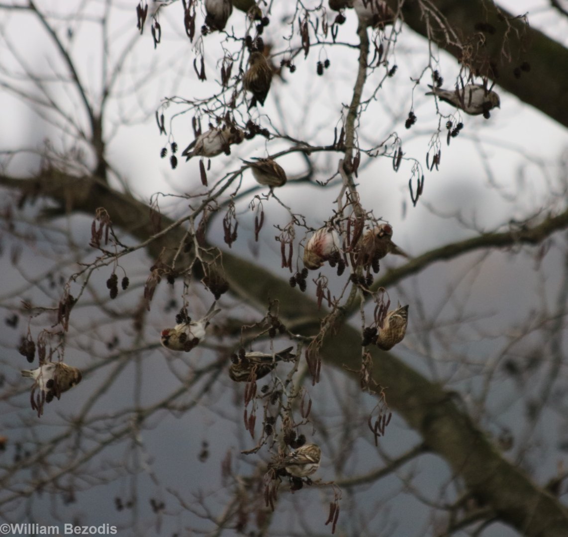 Redpolls - Zegrze Reservoir