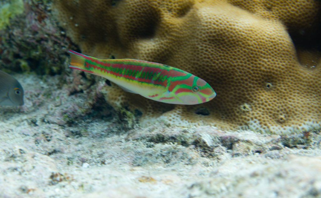 Redribbon Wrasse (Thalassoma quinquevittatum)