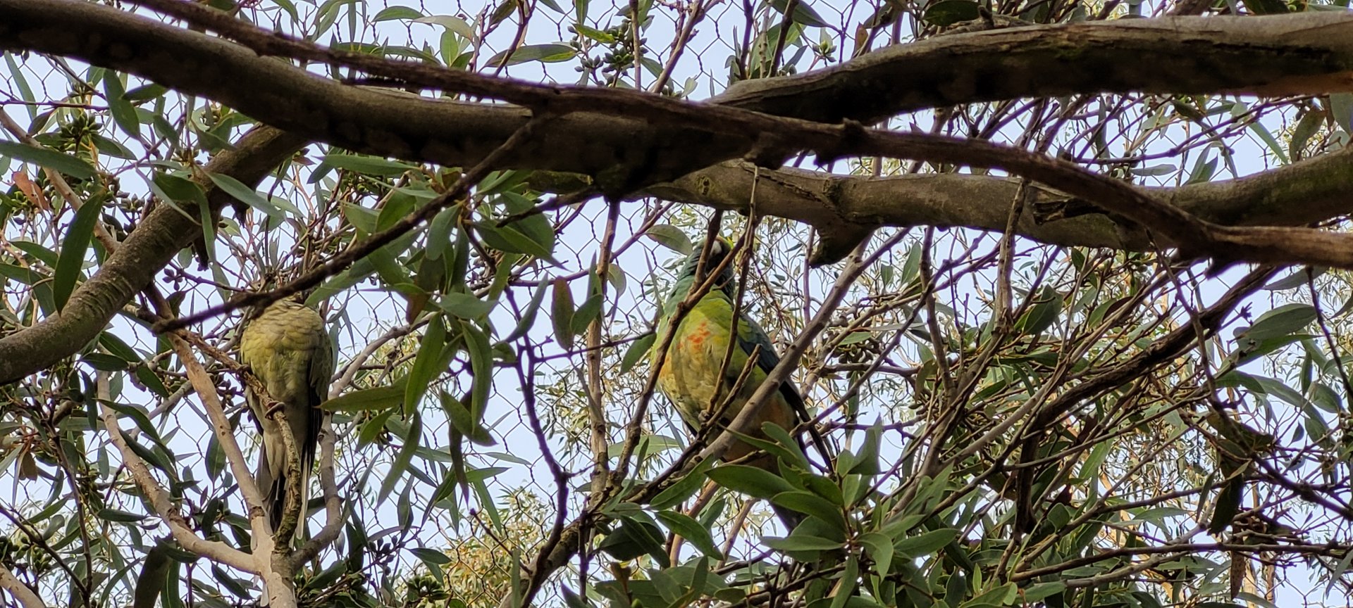 Redrump parrot hybrid