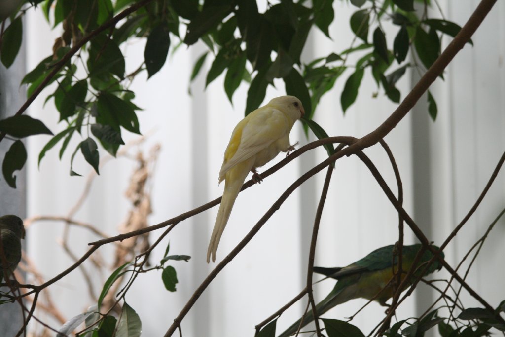 Redrump Parrot, lutino mutation