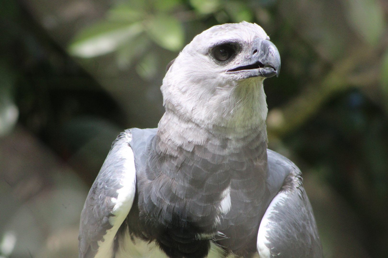 Red’s Portrait (Harpia harpyja)