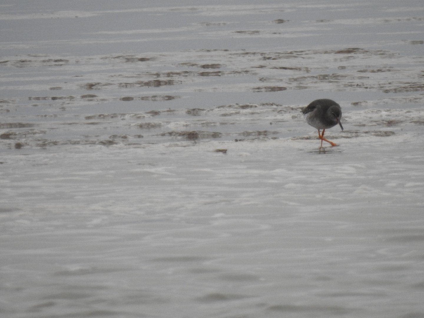 Redshank? - Norfolk Broads Oct 17