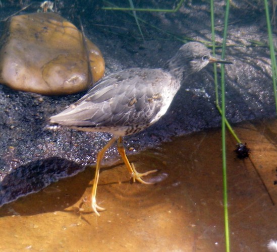 Redshank (Tringa totanus)