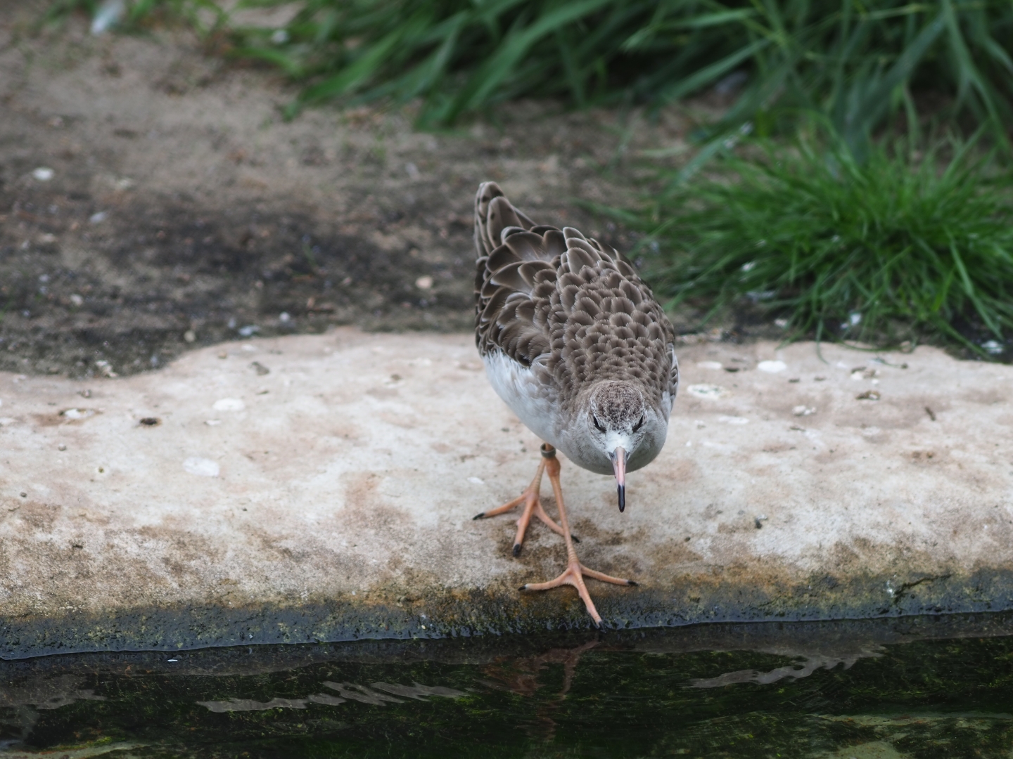 Redshank (Tringa totanus)