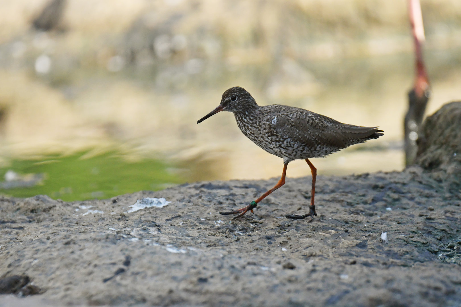 Redshank (Tringa totanus)