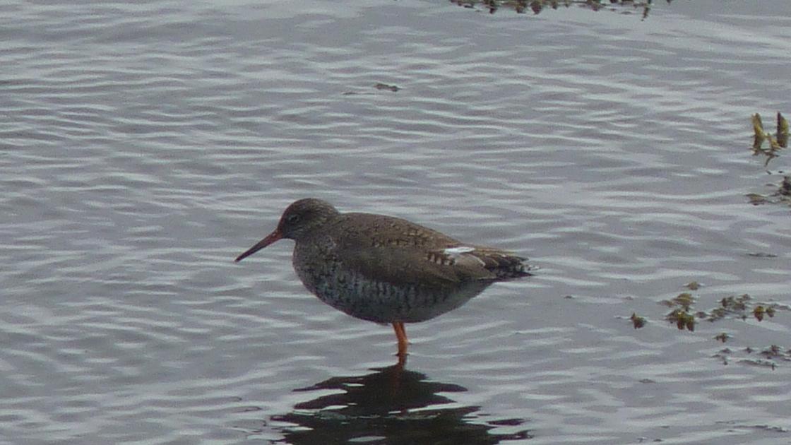 Redshank