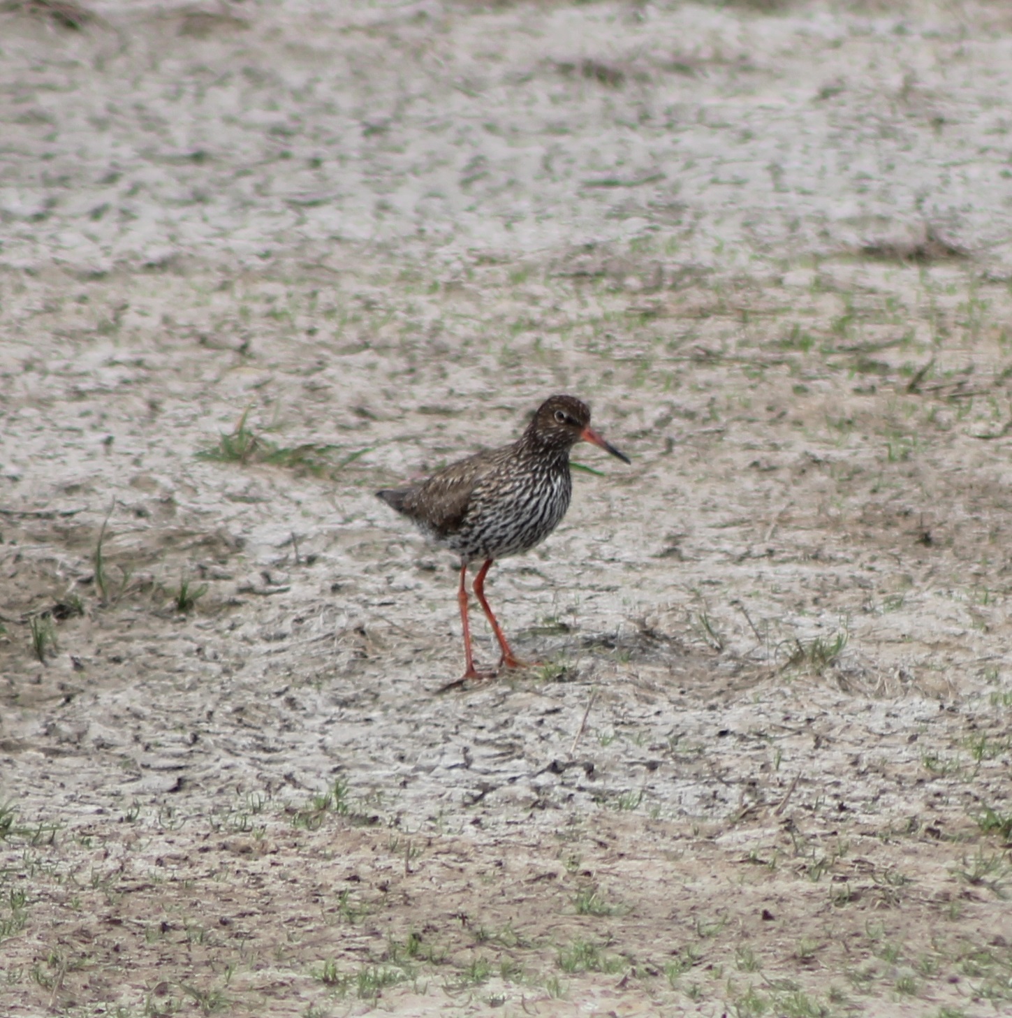 Redshank