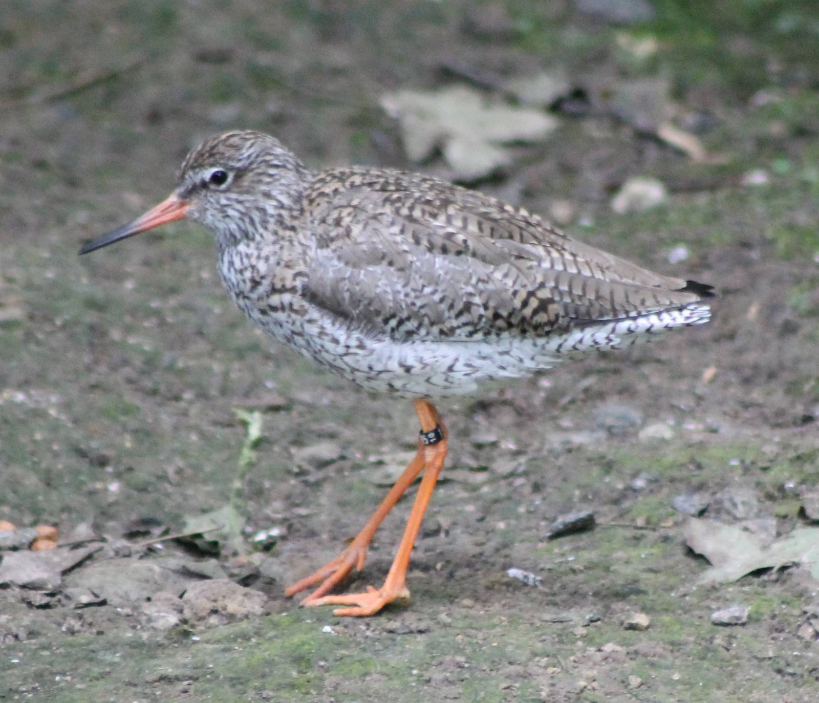 Redshank