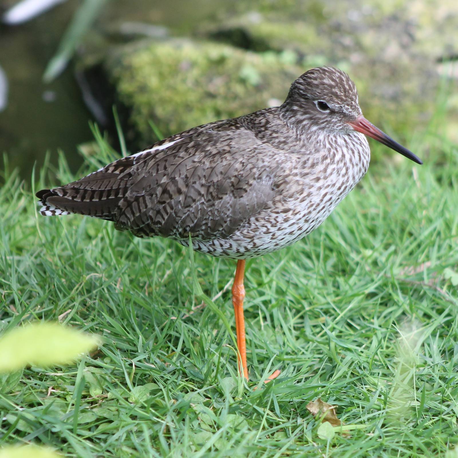 Redshank