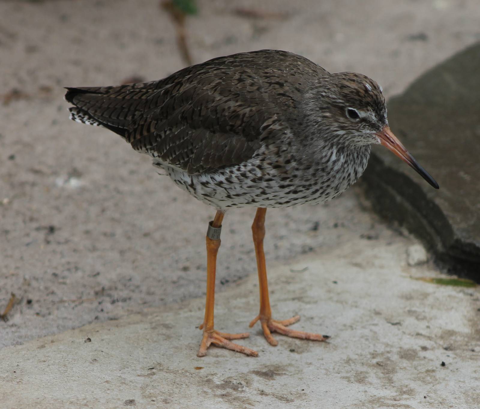 Redshank