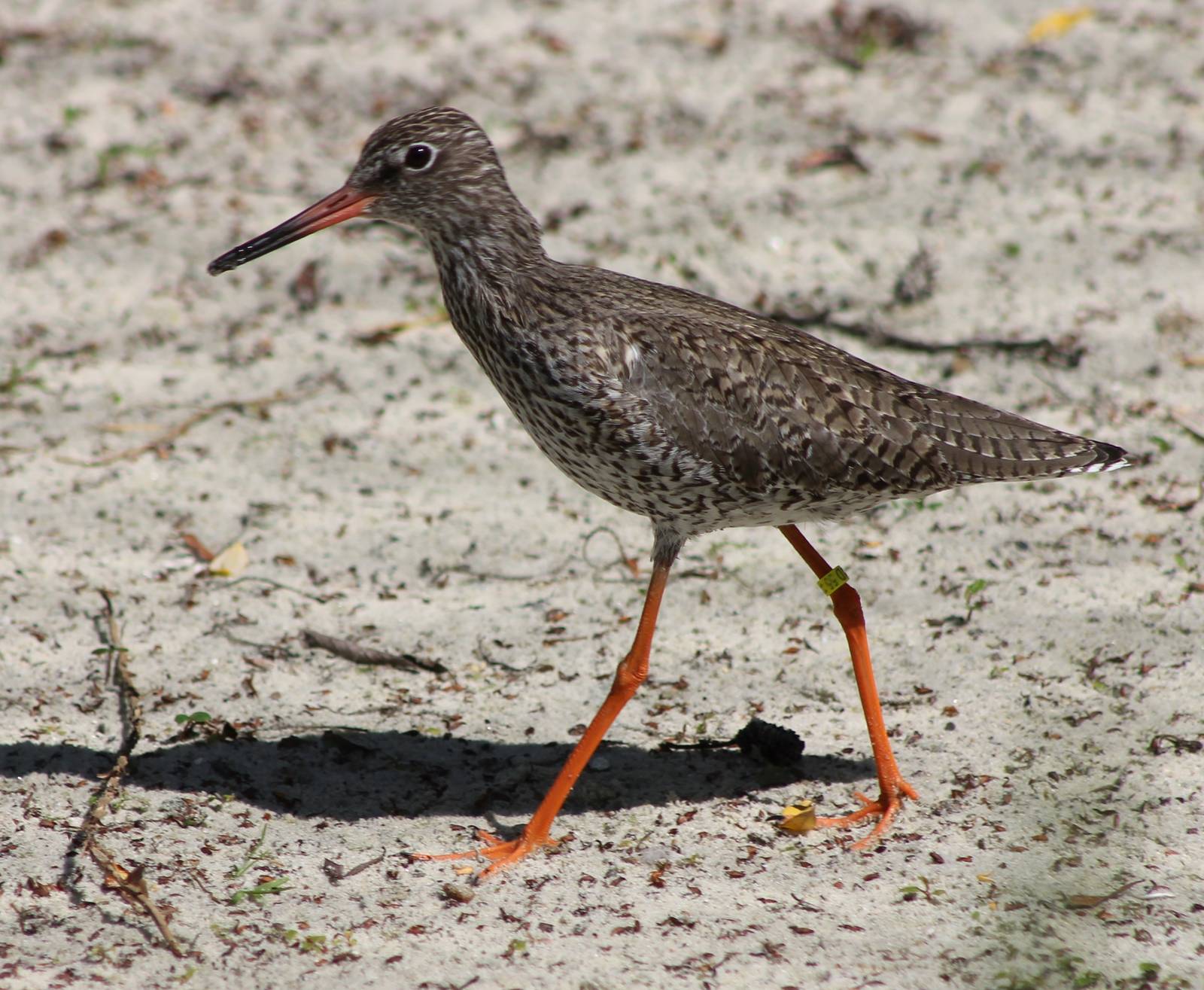 Redshank
