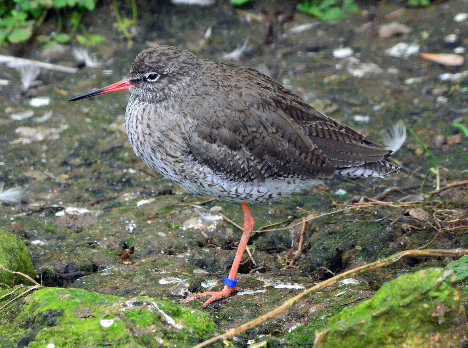 Redshank