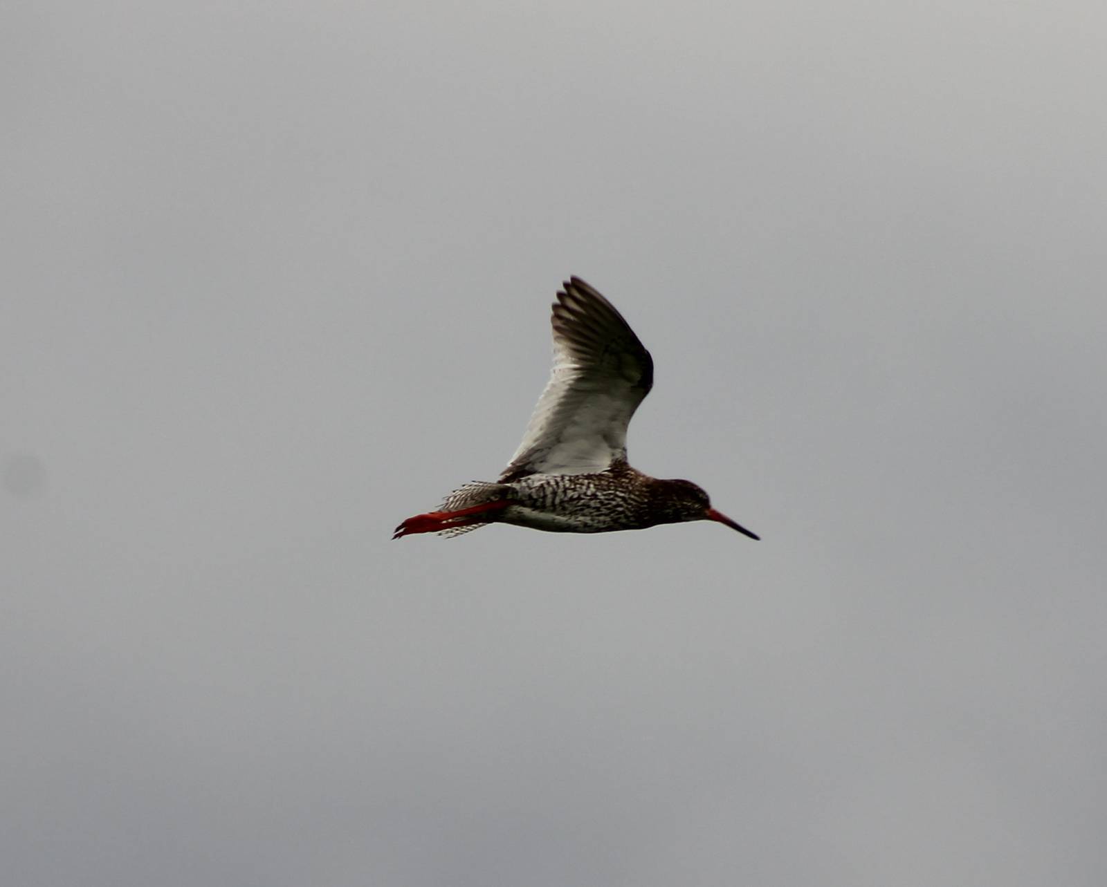 Redshank