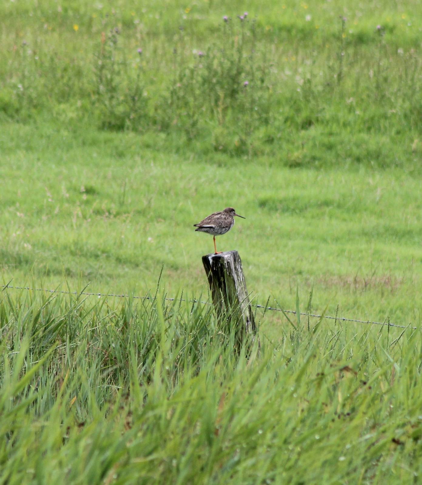Redshank