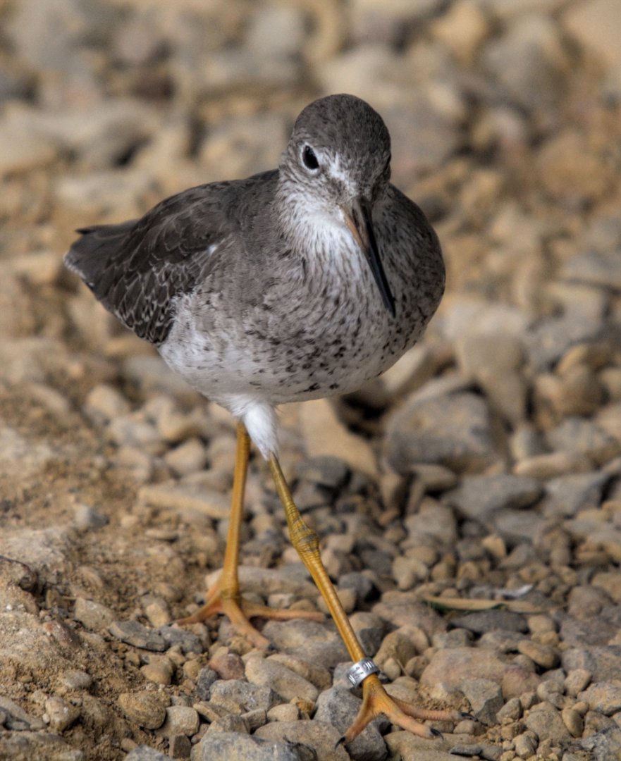 Redshank