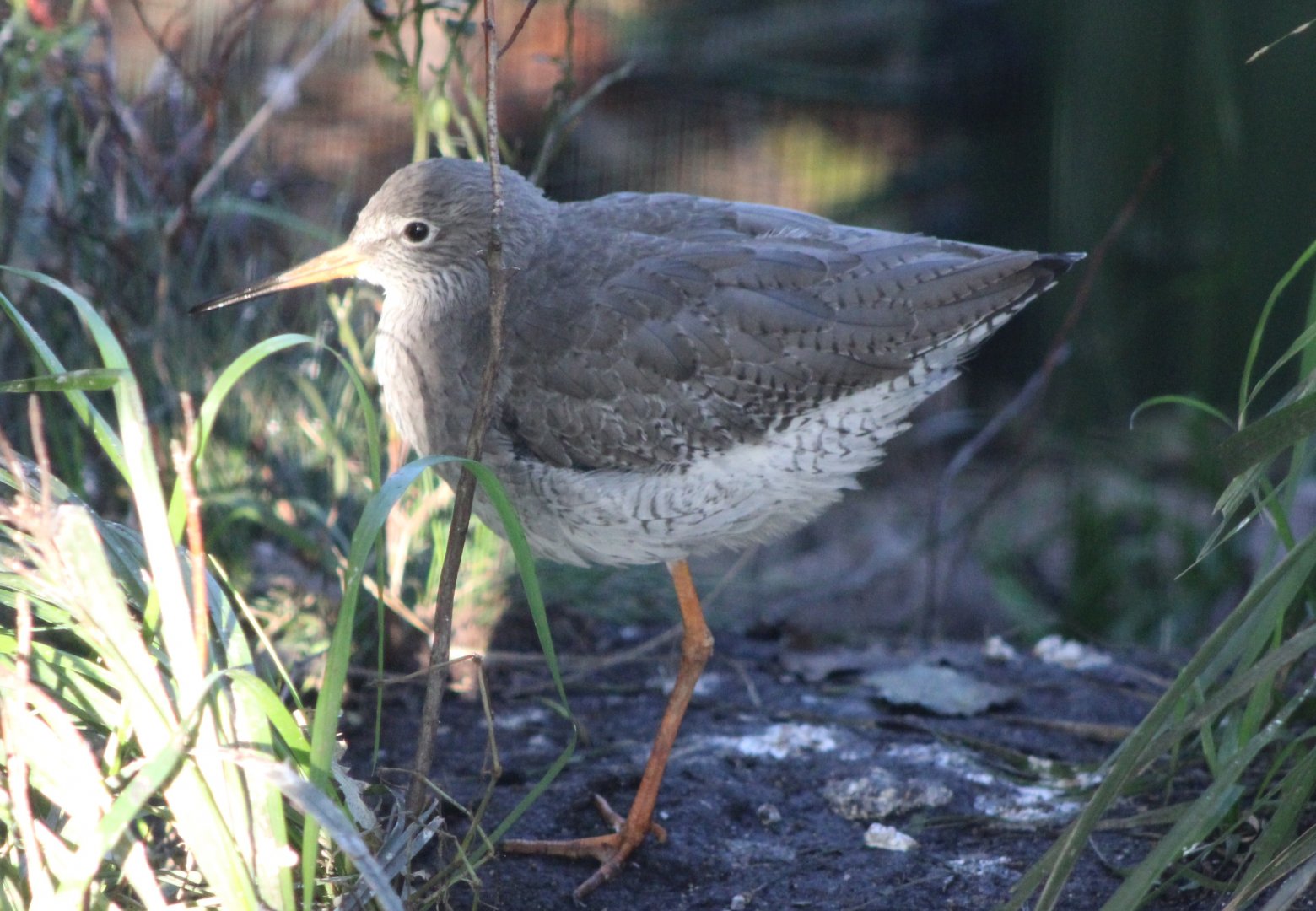 Redshank