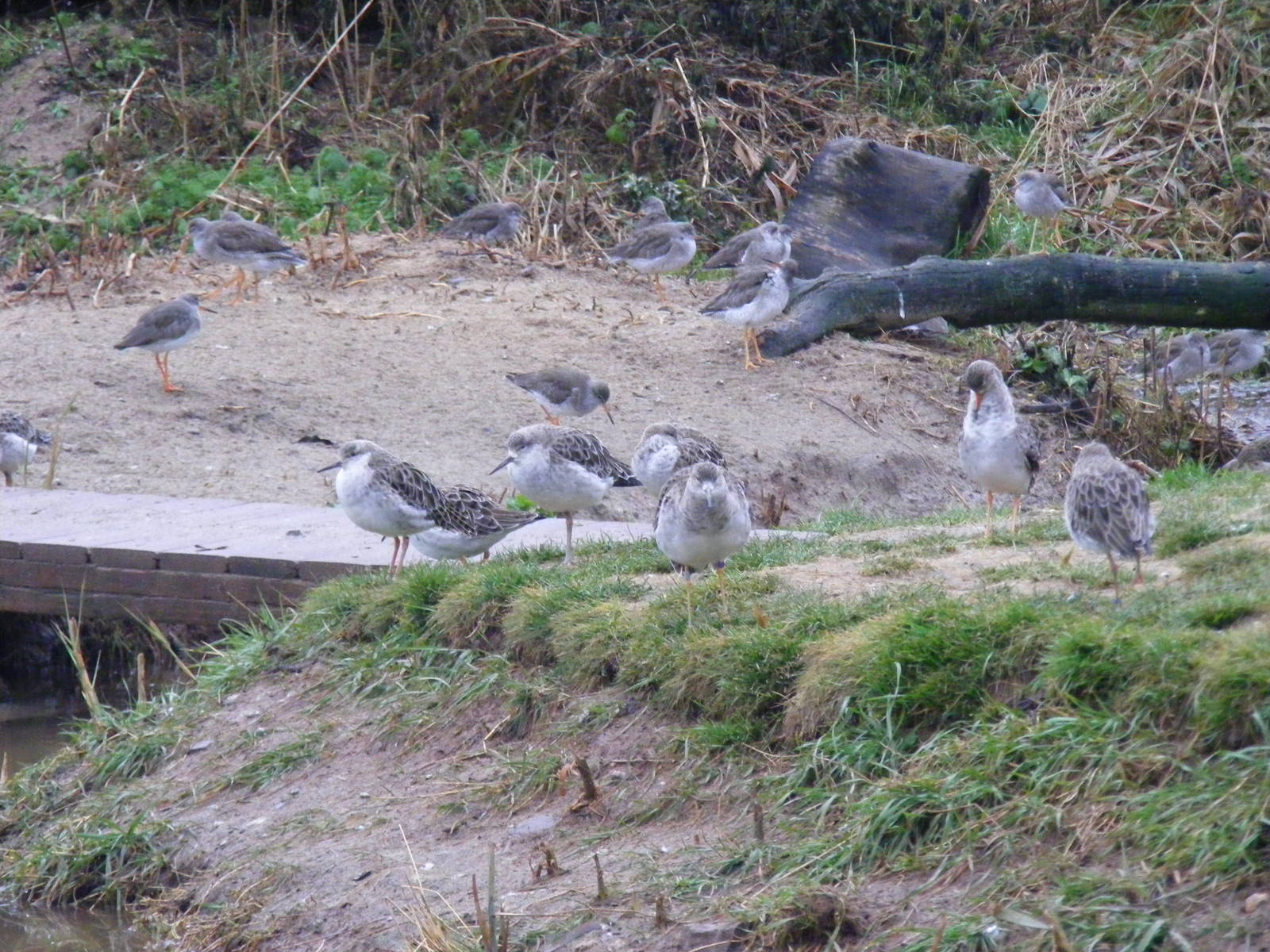 Redshanks and ruffs at Living Coasts, 28 December 2010
