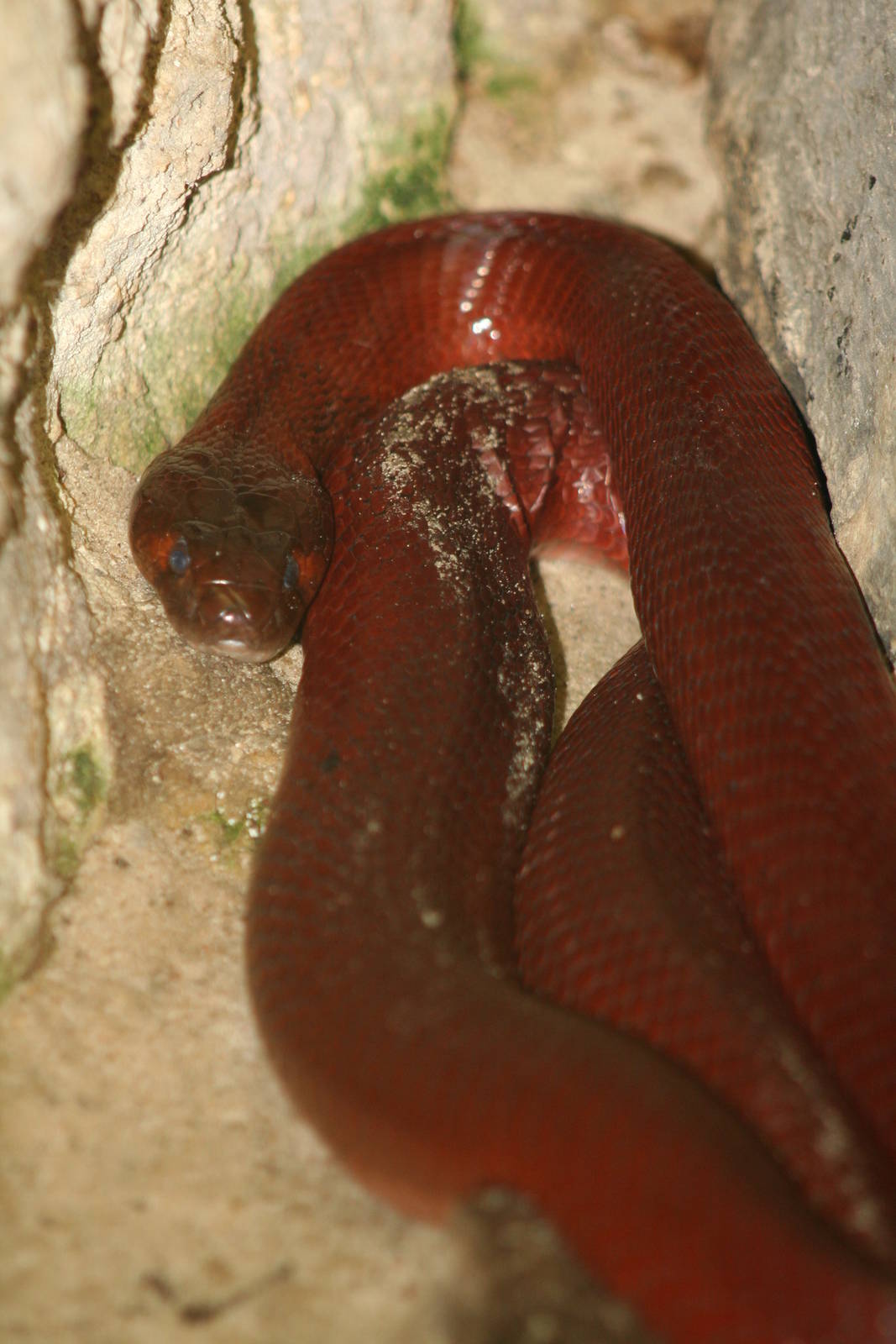Redspitting cobra - Berlin tierpark 08