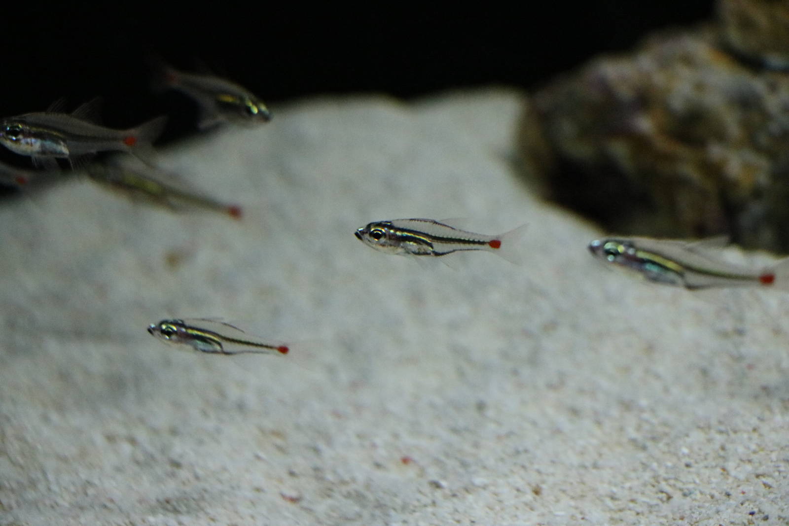 Redspot cardinalfish - EPSON Aqua Park, February 2016